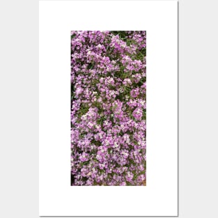 Purple alyssum Posters and Art